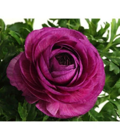 Beet- & Balkonpflanzen-Set Frühlingsfreude, 6-teilig -Dehner 8817355 WE DE 013 RanunkelnT11DehnerExpressHerzig