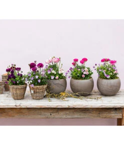 Beet- & Balkonpflanzen-Set Rosa Frühling, 6-teilig -Dehner 8817355 WE MO 001 FruejahrTrioMixies