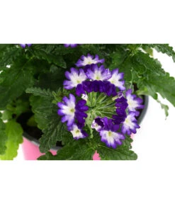 Eisenkraut 'Knutschfleck', Verschiedene Sorten -Dehner 8818445 WE DE 002 VerbeneKnutschfleckT12