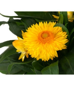 XXL Strohblume 9 XXL Strohblume -Dehner 8819765 WE DE 002 Strohblume