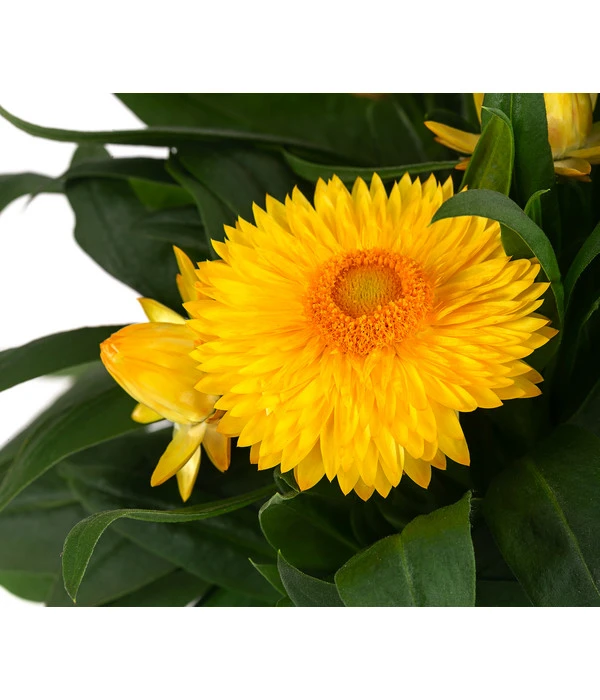 XXL Strohblume 6 XXL Strohblume – Bild 4