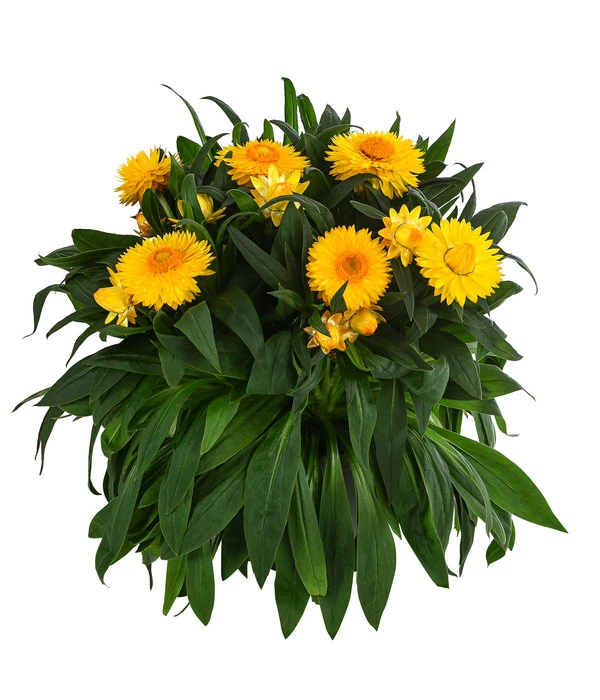 XXL Strohblume 3 XXL Strohblume