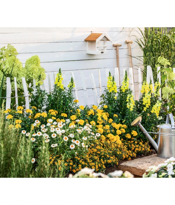 XXL Strohblume 5 XXL Strohblume – Bild 3