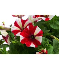 Petunie Im Pottburri®-Topf, Verschiedene Sorten -Dehner 8820789 WE DE 001 PetunieT13