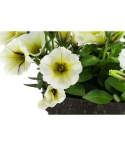 Petunie Im Pottburri®-Topf, Verschiedene Sorten -Dehner 8820789 WE DE 002 PetunieT13