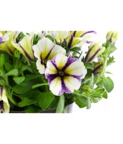 Petunie Im Pottburri®-Topf, Verschiedene Sorten -Dehner 8820789 WE DE 003 PetunieT13