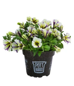 Petunie Im Pottburri®-Topf, Verschiedene Sorten -Dehner 8820789 WE FS 003 PetunieT13