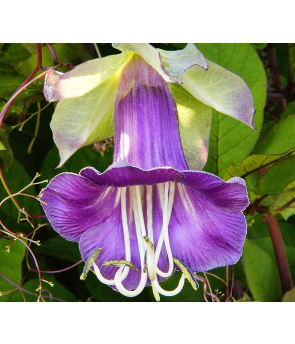 Glockenrebe 6 Glockenrebe – Bild 4