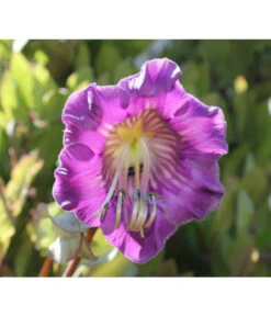 Glockenrebe 8 Glockenrebe -Dehner 8821969 DE 002 CobaeaScandensPixabay