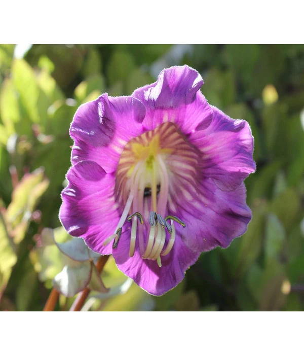 Glockenrebe 5 Glockenrebe – Bild 3