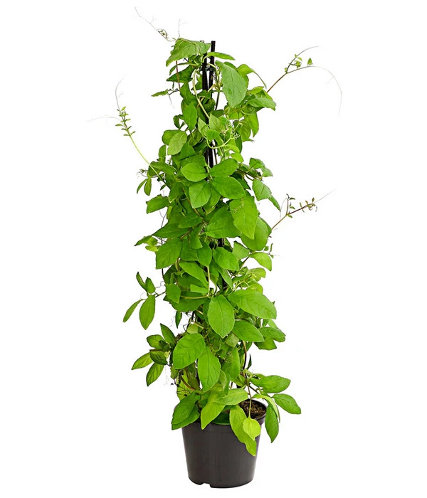 Glockenrebe 3 Glockenrebe