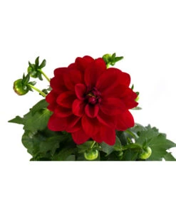 Zwergdahlie, Verschiedene Farben -Dehner 8822397 WE DE 002 ZwergdahlienT13