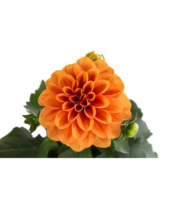 Zwergdahlie, Verschiedene Farben -Dehner 8822397 WE DE 003 ZwergdahlienT13