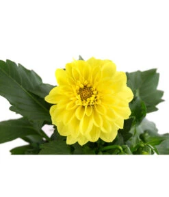 Zwergdahlie, Verschiedene Farben -Dehner 8822397 WE DE 004 ZwergdahlienT13