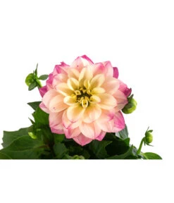 Zwergdahlie, Verschiedene Farben -Dehner 8822397 WE DE 005 ZwergdahlienT13