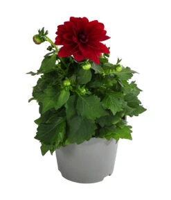 Zwergdahlie, Verschiedene Farben -Dehner 8822397 WE FS 002 ZwergdahlienT13