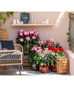 Zwergdahlie, Verschiedene Farben -Dehner 8822397 WE MO 001 ZwergDahlie