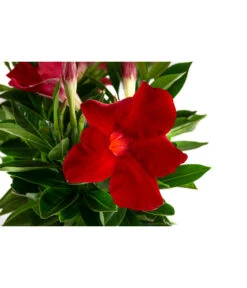 Dipladenie, Ampel -Dehner 8822827 WE DE 001 DipladenieT14