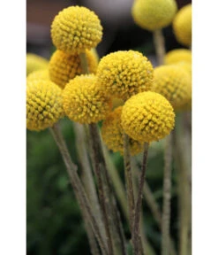 Trommelschlägel 'Golf Beauty' 12 Trommelschlägel 'Golf Beauty' -Dehner 8823056 PR MO 001 CraspediaglobosaGolfBeautyT13Pixabay