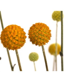 Trommelschlägel 'Golf Beauty'