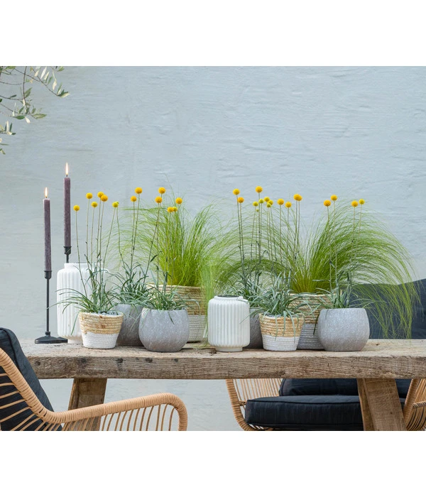 Trommelschlägel 'Golf Beauty' 5 Trommelschlägel 'Golf Beauty' – Bild 3