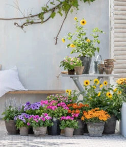 Mehlsalbei -Dehner 8823122 WE MO 001 HelianthusT14 1