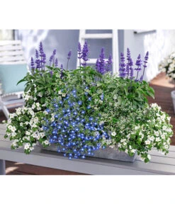 Mehlsalbei -Dehner 8823155 8809592 8826190 8815649 PR MO 001 SalviaBacopaSuteraLobeliaEuphorbiaBalkonkastenRenner