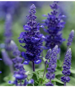 Mehlsalbei -Dehner 8826190 PR DE 001 SalviaFarinaceaMehlsalbeiLucknerJuni2015