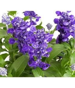 Mehlsalbei -Dehner 8826190 PR DE 001 SalviafarinaceaeT12TDehnerExpressHerzig