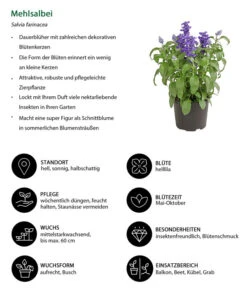 Mehlsalbei -Dehner 8826190 WE IG 001 SalviafarinaceaeT12DehnerExpressHerzig