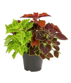 Buntnessel-Trio - Solenostemon Scutellarioides