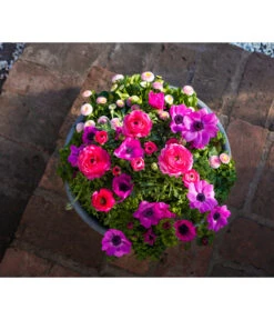 Beet- & Balkonpflanzen-Set Rosa Frühling, 6-teilig -Dehner 8827982 WE MO 001 BBSetFruehjahrRosa