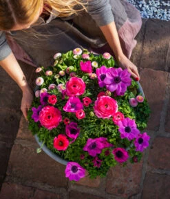 Beet- & Balkonpflanzen-Set Rosa Frühling, 6-teilig -Dehner 8827982 WE MO 003 BB SetFruehjahrRosa