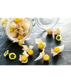 Dehner Ananaskirsche Physalis -Dehner 8830069 PR MO 001 PhysalisAnanaskirsche