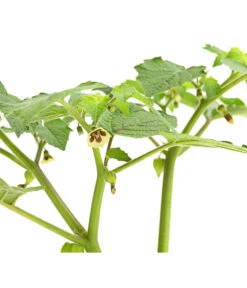 Dehner Ananaskirsche Physalis -Dehner 8830069 WE DE 001 AnanaskirschePhysalisPhysalisPreciosaT12DehnerExpressHerzig