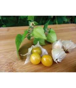 Dehner Ananaskirsche Physalis -Dehner 8830069 WE MO 001 AnanaskirschePhysalis