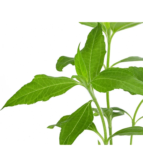 Topinambur 7 Topinambur – Bild 5