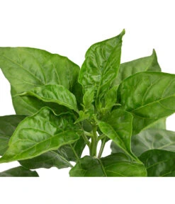 Chili 'Habanero', Rot -Dehner 8830333 WE DE 002 ChiliHabaneroRot