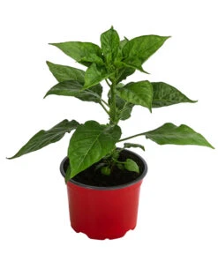 Chili 'Habanero', Rot -Dehner 8830333 WE FS 002 ChiliHabaneroRot