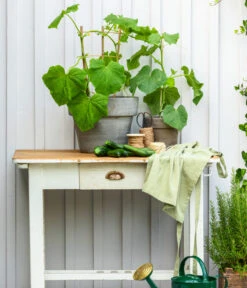 Schlangengurke -Dehner 8830663 WE MO 002 Gurke CucurbitaePepoZucchiniGruen