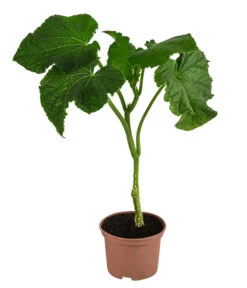 Schlangengurke -Dehner 8830788 WE FS 001 Schlangengurke