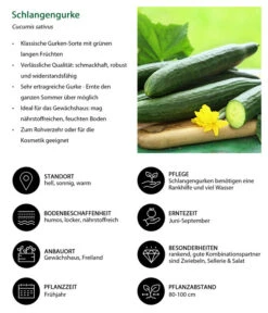Schlangengurke -Dehner 8830788 WE IG 001 Schlangengurke