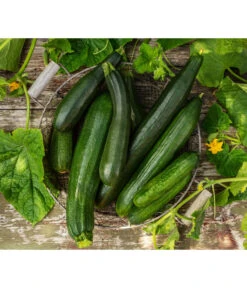 Schlangengurke -Dehner 8831000 8830788 WE MO 001 GurkeZucchini