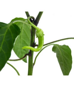 Türkische Peperoni -Dehner 8839094 WE DE 001 TuerkischerPeperon