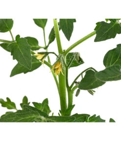 Tomate 'Previa' -Dehner 8839136 WE DE 001 TomatePrevia