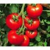 Tomate 'Previa' -Dehner 8839136 WE MO 001 TomatePrevia
