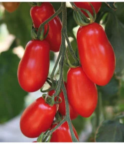 Mini San-Marzano Tomate 'Trilly' 7 Mini San-Marzano Tomate 'Trilly' -Dehner 8839144 we DE 001 TomateTrilly