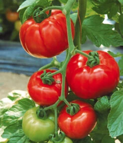 Tomate 'Garance' 10 Tomate 'Garance' -Dehner 8839169 WE MO 002 FleischtomateGarance