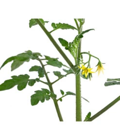 Cherrytomate 'Pepe' -Dehner 8839243 WE DE 001 CherrytomateRot