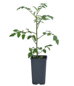 Cherrytomate 'Pepe' -Dehner 8839243 WE FS 001 CherrytomateRot